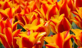 tulip (2)
