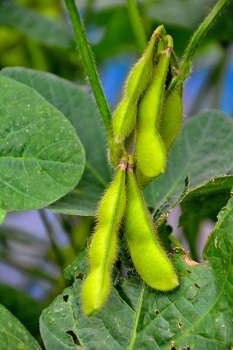 beans (2)