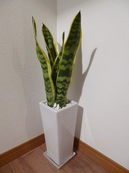plants (2)